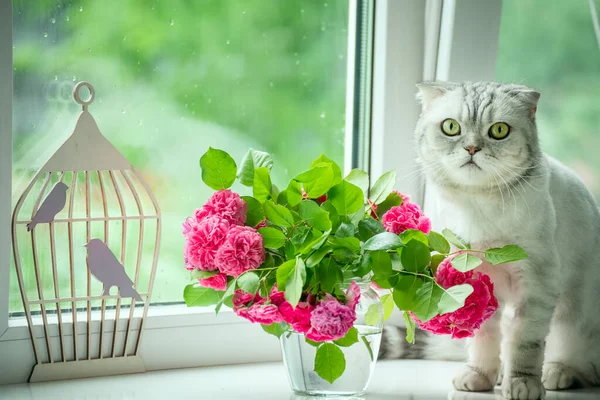 Букет Роз Серая Плюшевая Кошка Окне Видом Весенний Сад Капли — стоковое фото
