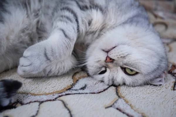 Избалованная Игривая Морда Гигантской Серой Кошки Кровати — стоковое фото