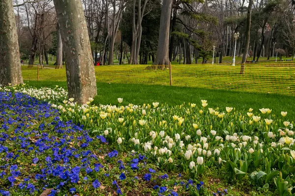 stock image Lush spring flowering of tulips in Istanbul park. Tulip Festival. Istanbul. Turkey.