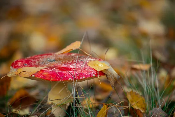 Latać Grzyb Agaryczny Jesiennych Liściach Deszczu Lesie Skupienie Selektywne — Zdjęcie stockowe