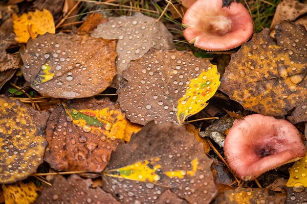 秋に雨滴や森のルスラキノコに落ちた葉 上からの眺め 自然の秋の表情 — ストック写真