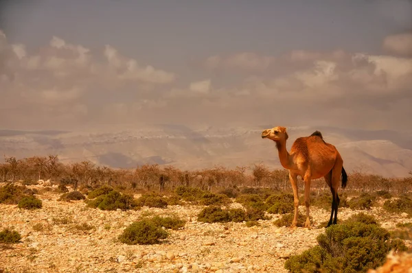 Kamelen Wildernis Met Uitzicht Bergen — Stockfoto