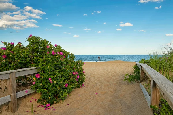 海の海岸の夏の景色 野生のバラの間のパスは 海につながる メイン州 — ストック写真