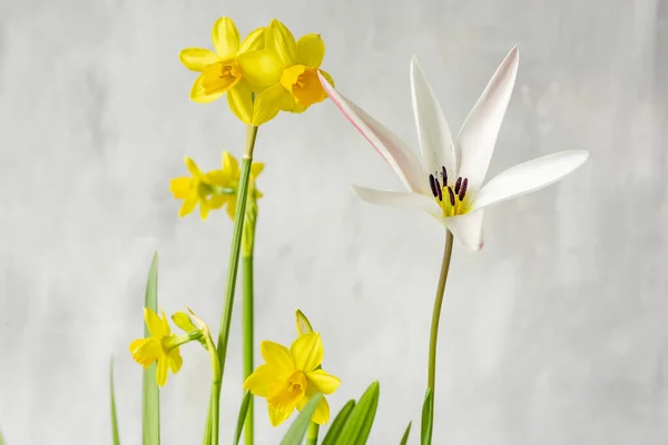 Wiosenne Kwiaty Tulipan Żółte Żonkile Wybiórcze Skupienie Lekkie Tło — Zdjęcie stockowe