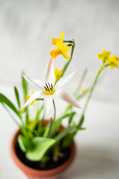 Doniczki Wiosennymi Kwiatami Tulipan Żółte Żonkile Wybiórcze Skupienie Lekkie Tło — Zdjęcie stockowe