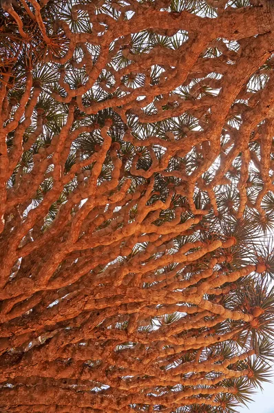 Splecione Gałęzie Unikalnego Smoczego Drzewa Zbliżenie — Zdjęcie stockowe