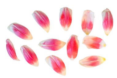 Narin pembe lale yaprakları. Yukarıdan bak. Beyazı izole et 