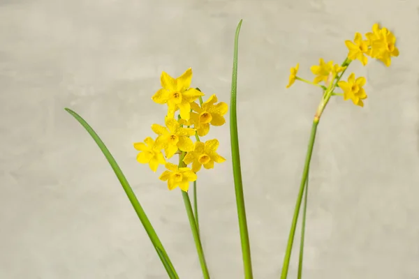 Весенние Цветы Желтые Нарциссы Светлый Фон — стоковое фото