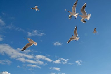 Gökyüzünde martı kuşları Denizin üzerinde Yaklaş