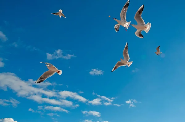 Aves Gaivotas Céu Sobre Mar Fechar — Fotografia de Stock