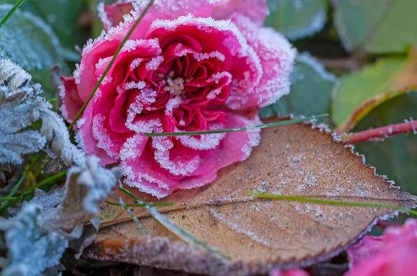 Tuin Roze Roos Vorst Kristallen Een Close Selectieve Focus Late — Stockfoto