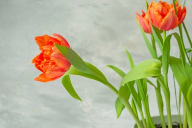 Açık arkaplanda kırmızı lale demeti