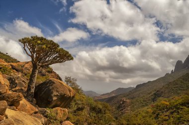 Ejderha ağaçları ve kayalık kanyonlarla dolu fantezi bir manzara. Socotra Adası. Yemen. Yerli bitkiler. Ada sembolü. 