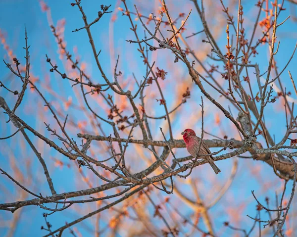 Czerwony Ptaszek Gałęziach Wiosennego Drzewa Kwitnącego Czerwonymi Pączkami — Zdjęcie stockowe
