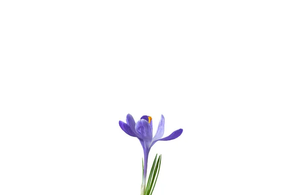 Leylak Renginde Bahar Çiçeği Yakın Plan Beyazı Izole — Stok fotoğraf