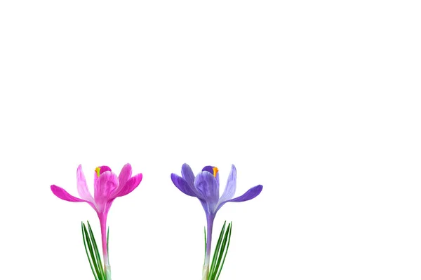 Весняна Квітка Бузкового Рожевого Крупа Крупним Планом Ізольовані Білому — стокове фото