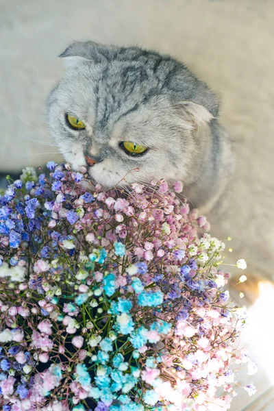 Grå Tabby Katt Och Delikat Bukett Blommor — Stockfoto