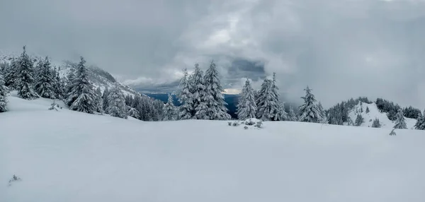 Panoramafoto Von Winterbergen Und Tannenbäumen Schnee Schneeweiße Tannen Auf Einer — Stockfoto
