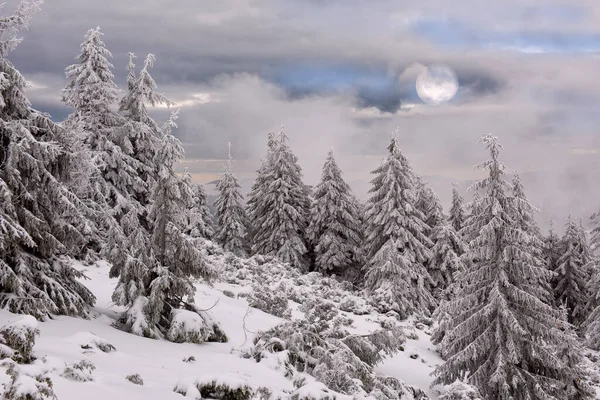 Χιονισμένα Έλατα Ένα Χιονισμένο Λιβάδι Και Πανσέληνος Στα Σύννεφα — Φωτογραφία Αρχείου