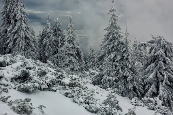 Прекрасний Зимовий Величний Ліс Гірській Місцевості — стокове фото