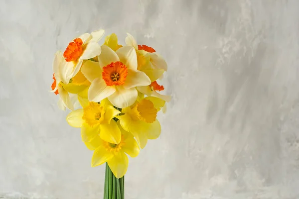 Bukiet Wiosennych Kwiatów Żonkile Szarym Tle Ściany — Zdjęcie stockowe