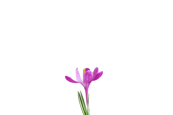 Весняна Квітка Бузкового Крупа Крупним Планом Ізольовані Білому — стокове фото