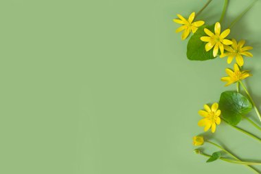 Yeşil arka planda sarı bahar çiçekleri. Düz bir manzara. Fikirler ve yazıtlar için boş alan.