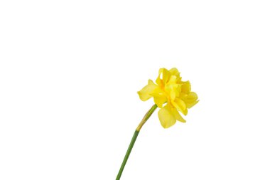  bahar çiçeği nergis. Beyazda izole et. 