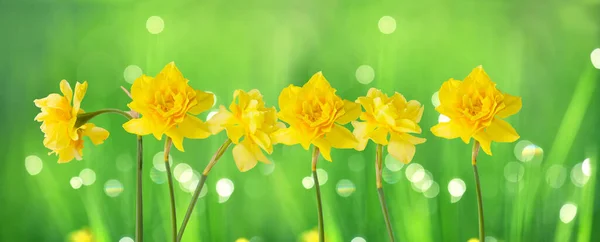 Wiosenne Kwiaty Żonkile Zielonym Naturalnym Tle Wiosenne Lato — Zdjęcie stockowe