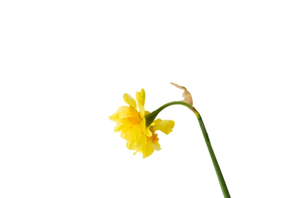 stock image  spring flower daffodil. isolate on white. 