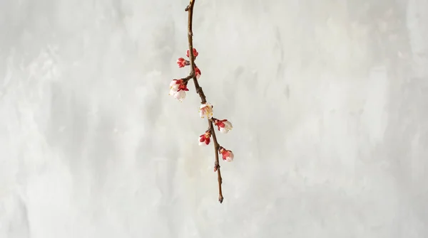 Branche Abricots Fleurs Sur Fond Mur Béton Gris — Photo
