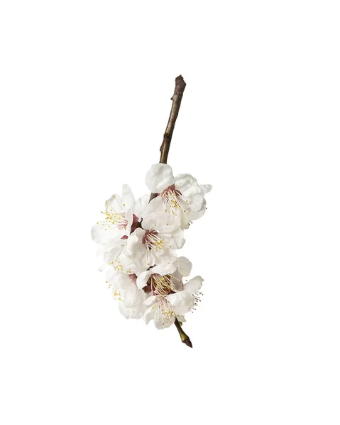 Branche Abricots Fleurs Isolat Sur Blanc — Photo
