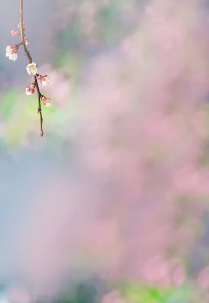 Una Delicada Rama Albaricoque Floreciente Con Flores Sobre Delicado Fondo — Foto de Stock