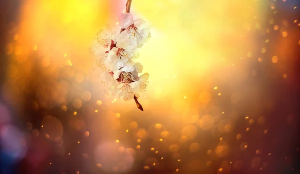 Bujná Kvetoucí Větev Meruňky Pozadí Zlaté Slunné Bokeh — Stock fotografie