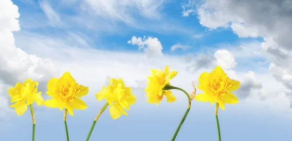 Wiosenne Kwiaty Żonkile Tle Nieba Puszystymi Chmurami Wiosenne Lato — Zdjęcie stockowe