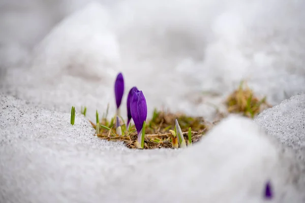 Wiosenne Kwiaty Liliowych Krokusów Rosnących Śniegu Polanie — Zdjęcie stockowe