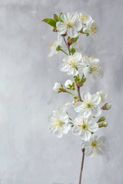 Gri arka planda beyaz çiçekli bir dal. Meyve ağaçlarının bahar çiçekleri. Narin beyaz çiçekler..