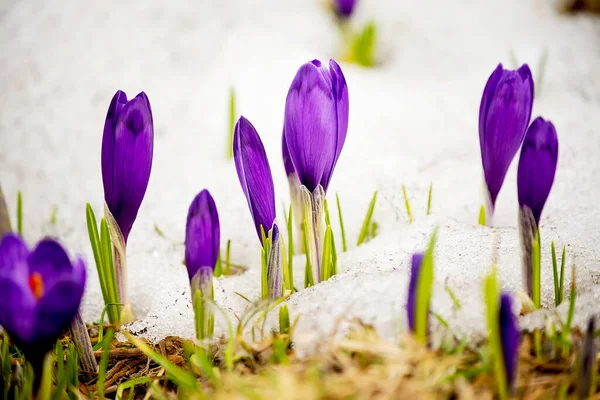 Весенние Цветы Лиловых Крокусов Растущих Снегу Поляне — стоковое фото