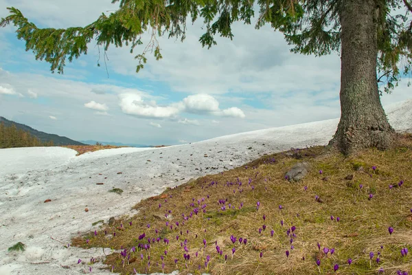 Весняні Квіти Бузковий Круїз Лісовій Галявині — стокове фото