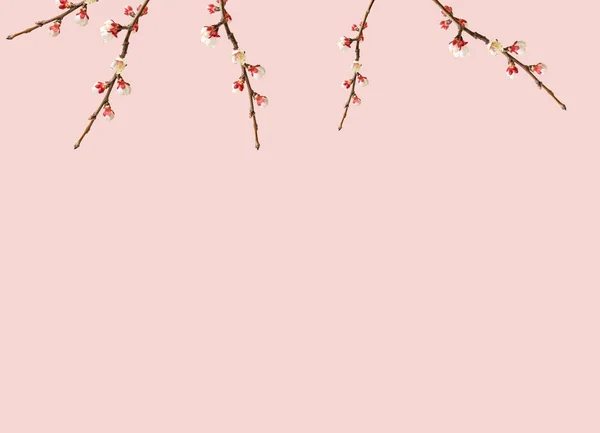 Ramo Damascos Florescentes Contexto Rosa — Fotografia de Stock