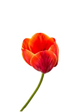 Kırmızı lale çiçeği yakın plan. Beyazı izole et