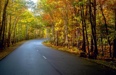  Güneşli bir günde, renkli bir sonbahar ormanında asfalt yolda. Acadia Ulusal Parkı. ABD. Maine