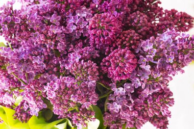 Dalları yemyeşil çiçeklerle dolu, yakın plan..