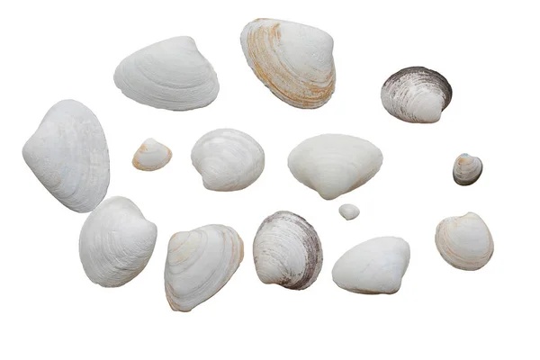 Seashells Různých Tvarů Velikostí Izolovat Bílé — Stock fotografie