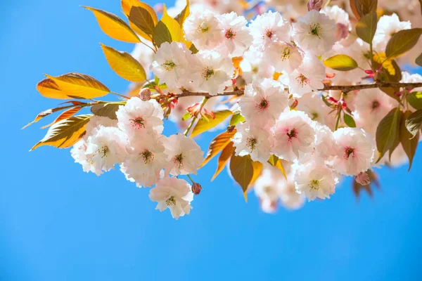 Une Branche Délicates Fleurs Sakura Rose Blanc Contre Ciel Bleu — Photo