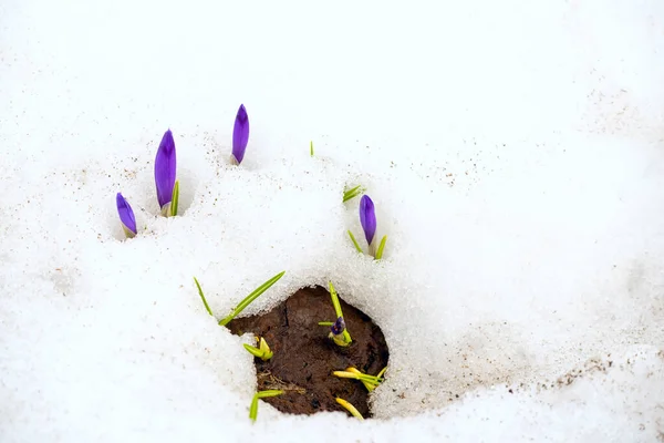 Tavaszi Virágok Lila Crocus Hóban Egy Tisztáson — Stock Fotó