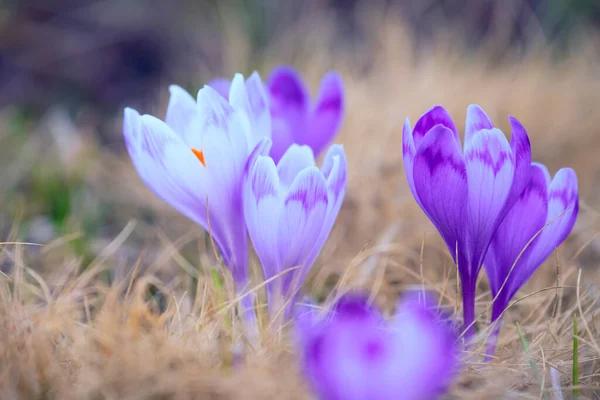 Spring Flowers Lilac Crocus Forest Glade — Stock Photo, Image