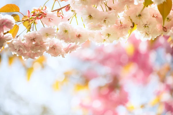 Arbre Fleur Sakura Blanc Cerisier Luxuriant Fleurs Délicates Gros Plan — Photo