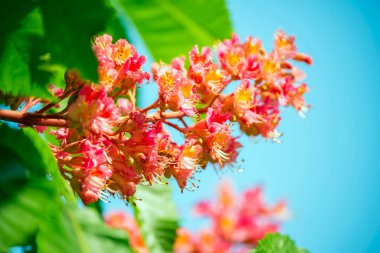Çiçekli pembe kestane ağacı.