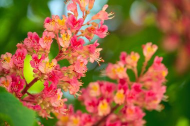 Çiçekli pembe kestane ağacı.